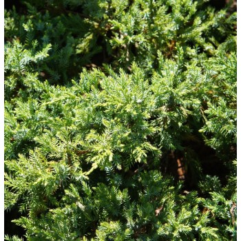 Zvīņainais kadiķis ,,Holger,,/Juniperus squamata/ - C4 kont.