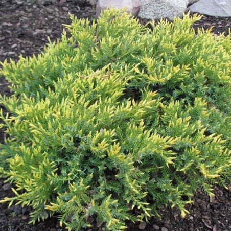 Zvīņainais kadiķis ,,Holger,,/Juniperus squamata/ - C2,5 kont.