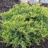 Zvīņainais kadiķis ,,Holger,,/Juniperus squamata/ - C2,5 kont.