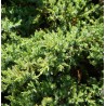 Zvīņainais kadiķis ,,Holger,,/Juniperus squamata/ - C2 kont.