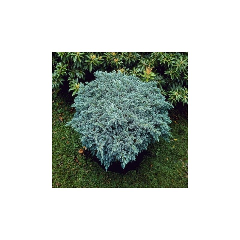 Zvīņainais kadiķis ,,Blue Star,,/Juniperus squamata/ - C5 kont.