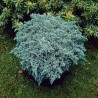 Zvīņainais kadiķis ,,Blue Star,,/Juniperus squamata/ - C5 kont.