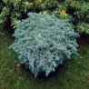 Zvīņainais kadiķis ,,Blue Star,,/Juniperus squamata/ - C2 kont.