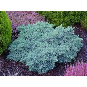 Zvīņainais kadiķis ,,Blue Star,,/Juniperus squamata/ - C2 kont.