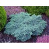 Zvīņainais kadiķis ,,Blue Star,,/Juniperus squamata/ - C2 kont.