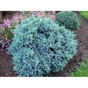Zvīņainais kadiķis ,,Blue Star,,/Juniperus squamata/ - C2 kont.