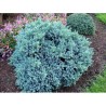 Zvīņainais kadiķis ,,Blue Star,,/Juniperus squamata/ - C2 kont.