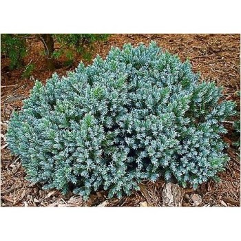 Zvīņainais kadiķis ,,Blue Star,,/Juniperus squamata/ - C2 kont.