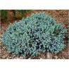 Zvīņainais kadiķis ,,Blue Star,,/Juniperus squamata/ - C2 kont.