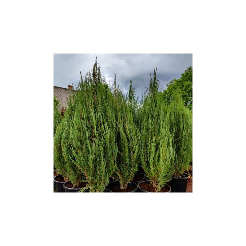 Klinškalnu kadiķis ,,Blue Arrow,,/Juniperus scopulorum/ - 50-70cm