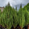 Klinškalnu kadiķis ,,Blue Arrow,,/Juniperus scopulorum/ - 50-70cm