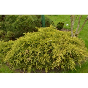 Ficera kadiķis ,,Mordigan Gold,,/Juniperus x pfitzeriana/ -C2 kont.