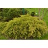 Ficera kadiķis ,,Mordigan Gold,,/Juniperus x pfitzeriana/ -C2 kont.