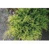 Ficera kadiķis ,,Mordigan Gold,,/Juniperus x pfitzeriana/ -C2 kont.