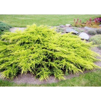 Ficera kadiķis ,,Pfitzeriana Aurea,,/Juniperus x pfitzeriana/ -C12 kont.