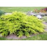 Ficera kadiķis ,,Pfitzeriana Aurea,,/Juniperus x pfitzeriana/ -C12 kont.