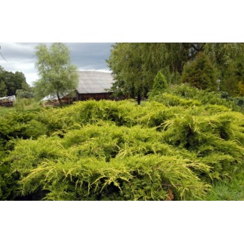 Ficera kadiķis ,,Pfitzeriana Aurea,,/Juniperus x pfitzeriana/ -C12 kont.