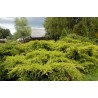 Ficera kadiķis ,,Pfitzeriana Aurea,,/Juniperus x pfitzeriana/ -C12 kont.