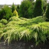 Ficera kadiķis ,,Pfitzeriana Aurea,,/Juniperus x pfitzeriana/ -C12 kont.