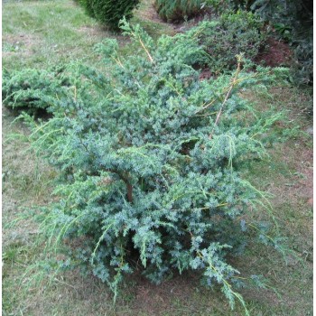 Ķīnas kadiķis ,,Blue Alps,,/Juniperus chinensis/ - C2 kont.