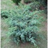 Ķīnas kadiķis ,,Blue Alps,,/Juniperus chinensis/ - C2 kont.