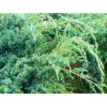 Kadagys, Kinų "Blue Alps" /Juniperus chinensis/ - C12 kont.