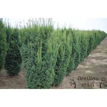 Vidējā īve ,,Hicksii,,/Taxus media/ - 75 - 100 cm. C12 kont.