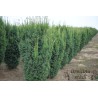 Vidējā īve ,,Hicksii,,/Taxus media/ - 75 - 100 cm. C12 kont.