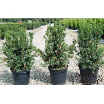 Vidējā īve ,,Hicksii,,/Taxus media/ - 75 - 100 cm. C12 kont.