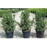Vidējā īve ,,Hicksii,,/Taxus media/ - 75 - 100 cm. C12 kont.