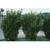 Vidējā īve ,,Hicksii,,/Taxus media/ - 75 - 100 cm. C12 kont.