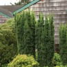 Vidējā īve ,,Hicksii,,/Taxus media/ - 75 - 100 cm. C12 kont.