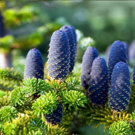 Korejas baltegle/Abies koreana/ - C2 kont.