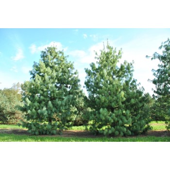 Priede, Himalaju /Pinus wallichiana/ - P9 kont.