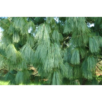 Priede, Himalaju /Pinus wallichiana/ - P9 kont.