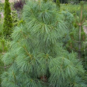 Himalaju priede /Pinus...