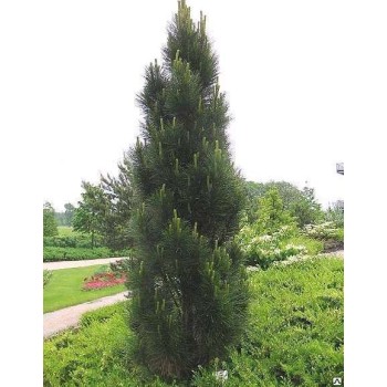 Melnā priede ,,Pyramidalis,,/Pinus nigra/ - C4 kont.