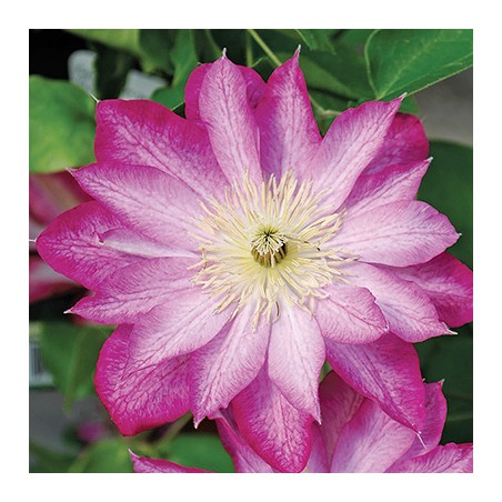 Klematis ,,Asao,,(lielziedu), /Clematis/ 1l kont.