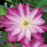 Klematis ,,Asao,,(lielziedu), /Clematis/ 1l kont.
