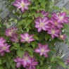 Klematis ,,Asao,,(lielziedu), /Clematis/ 1l kont.