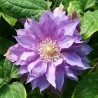 Klematis ,,Daniel Deronda,,(lielziedu) /Clematis/- 2l kont