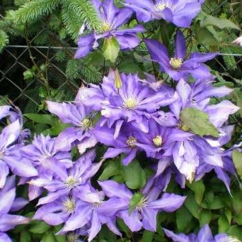 Klematis ,,Daniel Deronda,,(lielziedu) /Clematis/- 2l kont