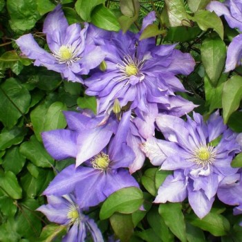 Klematis ,,Daniel Deronda,,(lielziedu) /Clematis/- 2l kont