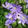 Klematis ,,Daniel Deronda,,(lielziedu) /Clematis/- 2l kont