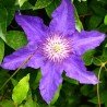Klematis ,,Dzieci Warszawy,, (lielziedu), /Clematis/- 2l kont.