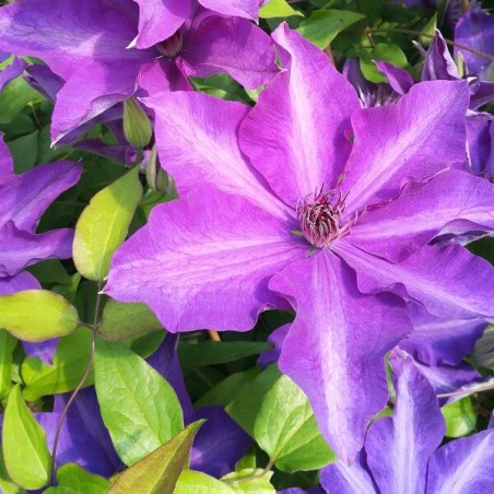 Klematis ,,Dzieci Warszawy,, (lielziedu), /Clematis/- 2l kont.