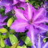 Klematis ,,Dzieci Warszawy,, (lielziedu), /Clematis/- 2l kont.