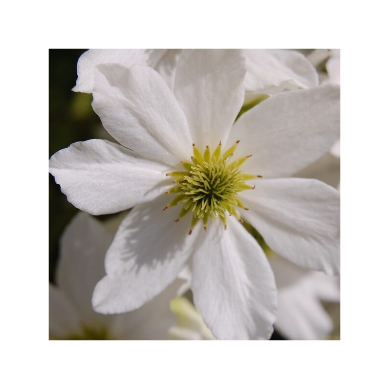 Klematis ,,Early Sensation,, /Clematis/- 1l kont.