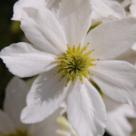 Klematis ,,Early Sensation,, /Clematis/- 1l kont.