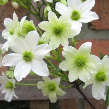 Klematis ,,Early Sensation,, /Clematis/- 1l kont.